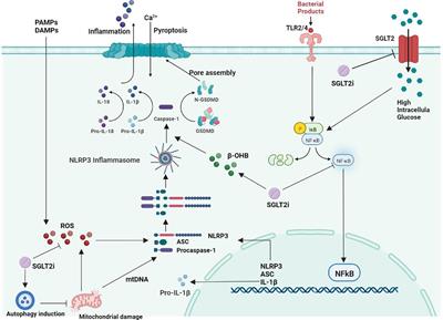 Effects and mechanisms of SGLT2 inhibitors on the NLRP3 inflammasome, with a focus on atherosclerosis